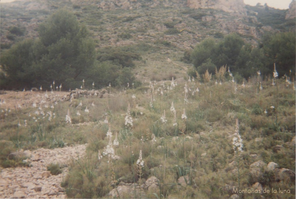 Bastones de Sant Josep en las laderas del San Cayetano